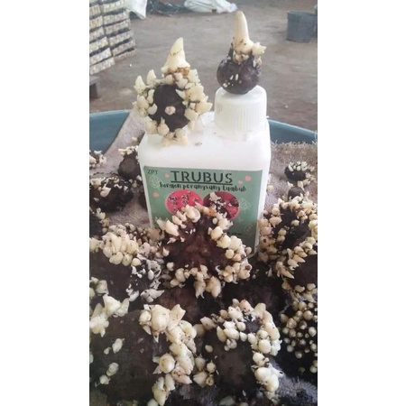 Zpt trubus, perangsang akar porang, perangsang tanaman porang, pupuk porang