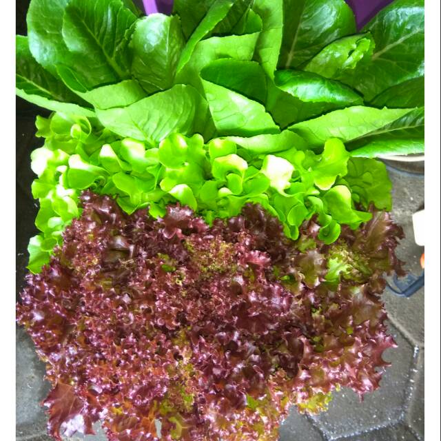

SELADA MIX SIAP UNTUL DI BUAT SALAD DIRUMAH PANEN DARI KEBUN LANGSUNG