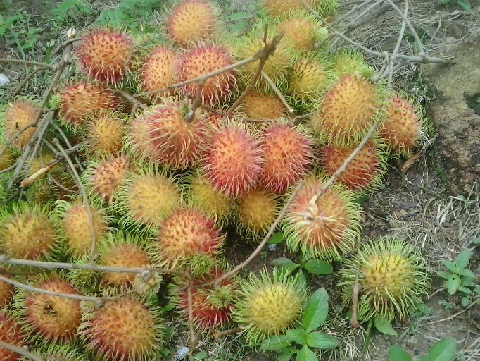 Map Plastik Zipper Bag Kancing Dua Murah