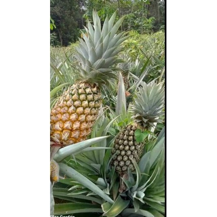 35 bibit nanas madu belik super