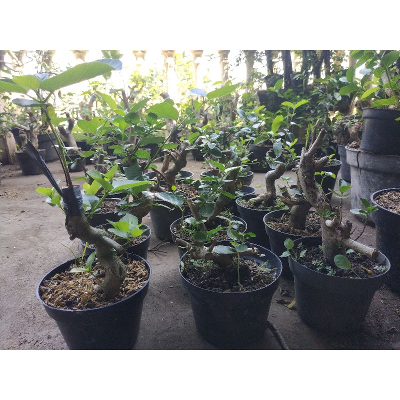 Bahan Bonsai Wahong Sancang Prospek