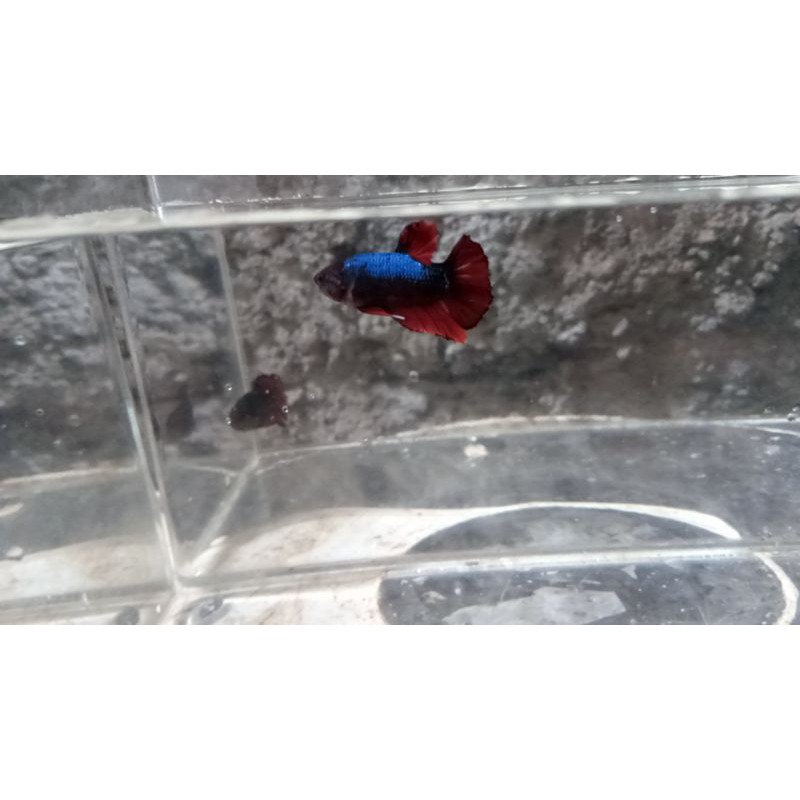 CUPANG AVATAR GORDON