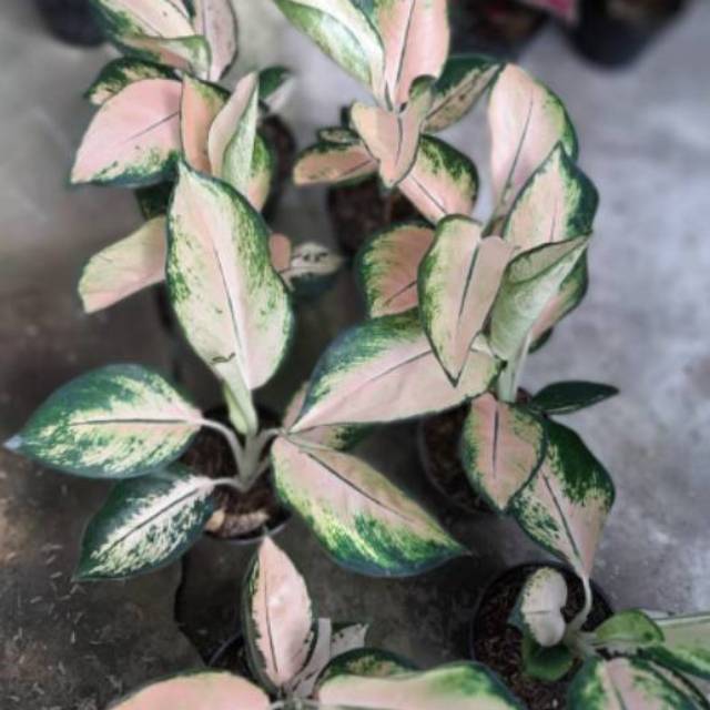 ready Aglaonema Kochin Sutra