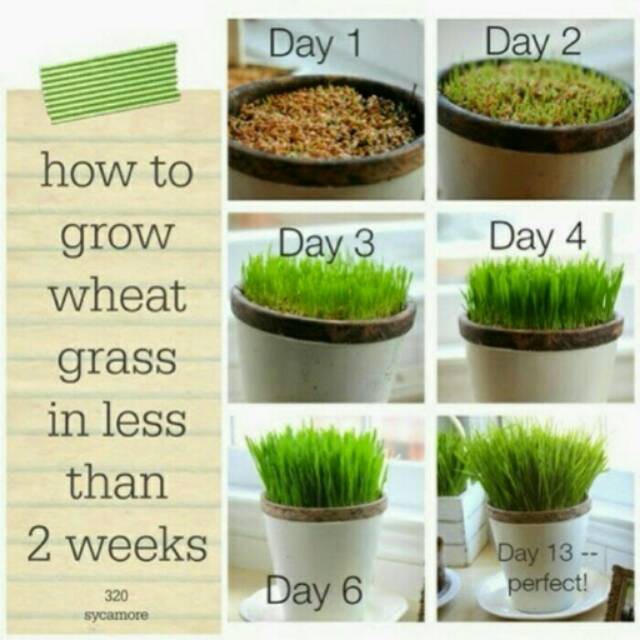 

Murah! Wheatgrass Seeds ( Biji Rumput Gandum ) - 500 Gr