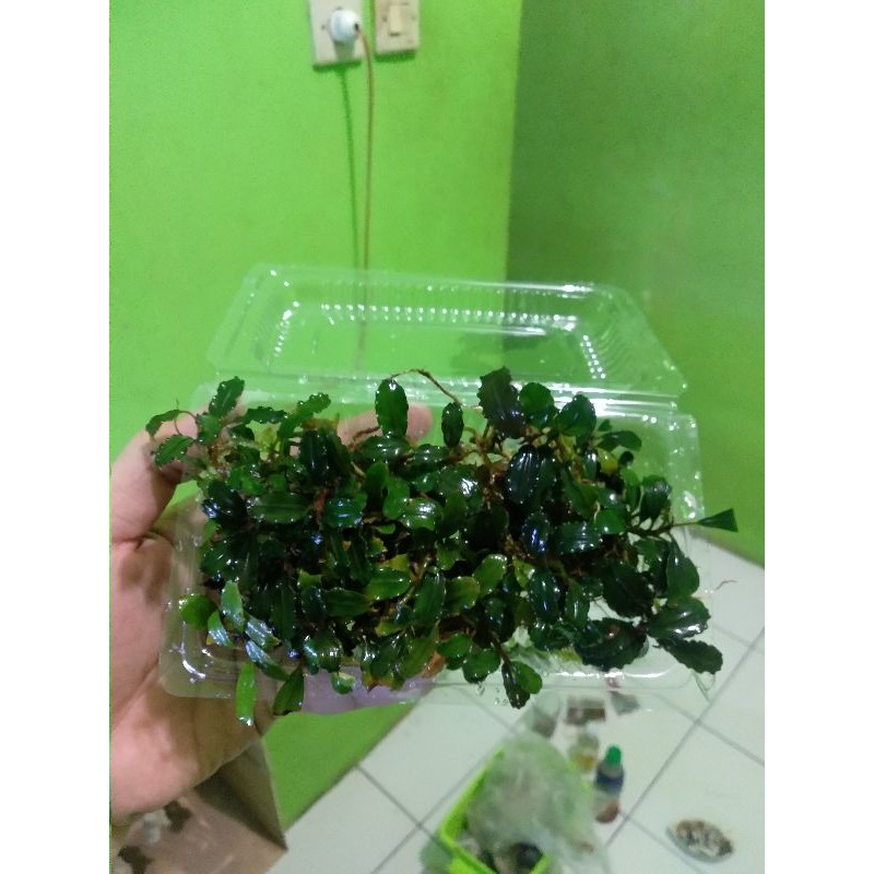 Bucephalandra mini coin clump porsi mika