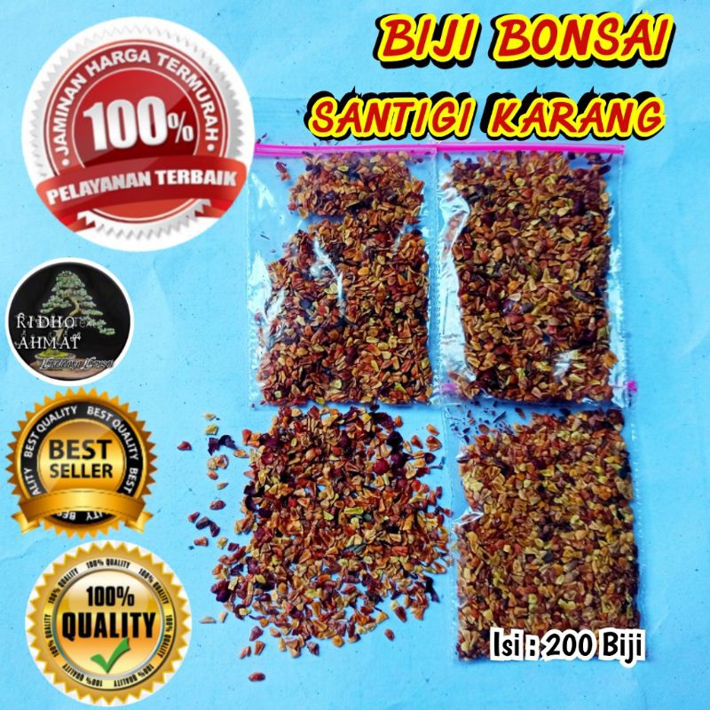 BIJI BONSAI SANTIGI KARANG KUALITAS SUPER
