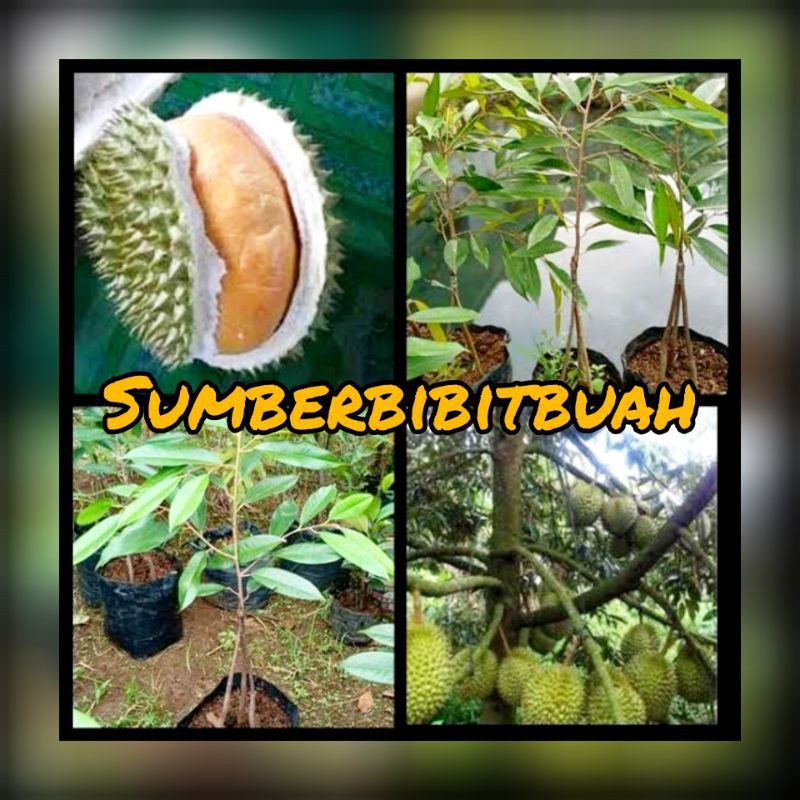 BIBIT DURIAN TEMBAGA SUPER KAKI 3 SUPER