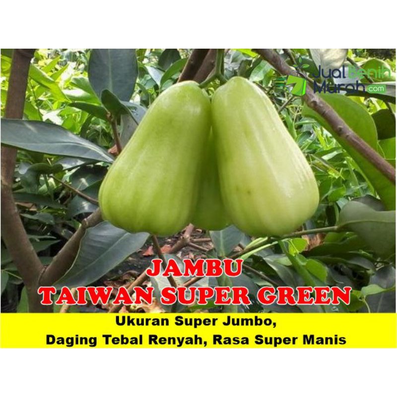 bibit buwah jambu TSG nya kk