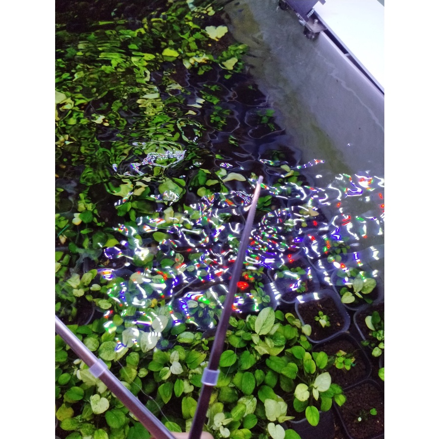 PROFESSIONAL PINSET LURUS AQUARIUM AQUASCAPE ANTI SLIP DAN LANCIP