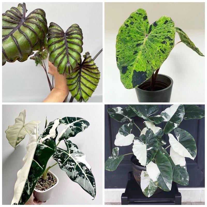 Promo Paket 4bonggol tanaman hias alocasia / bibit alocasia