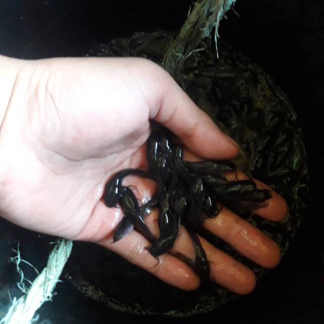 Bibit lele uk. 45 1000 ekor