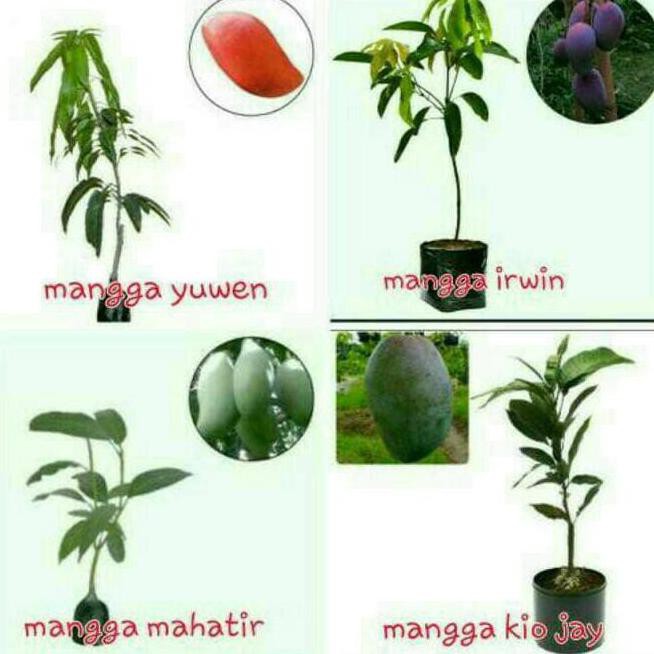 kw super Kw1 Paket 4 Bibit Mangga ( Yuwen, Irwin, Mahathir, Kiojay) kw super