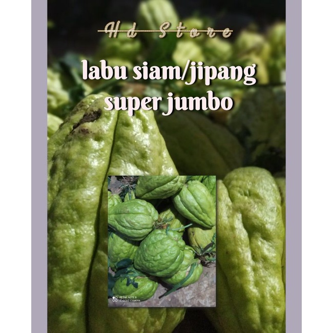 

LABU SIAM/JIPANG super, jual bibit juga tinggal tanam