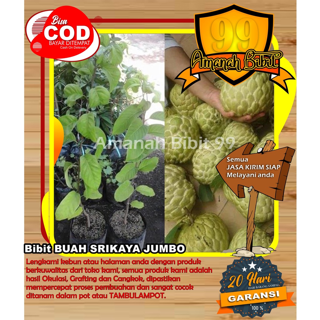 Bibit Buah Srikaya, Sirsak Hasil Okulasi dan Cangkok