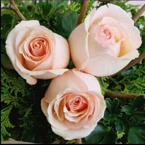 BENIH BUNGA MAWAR PEACH IMPORT