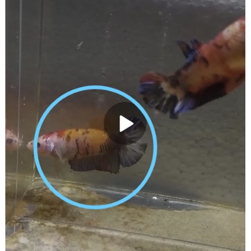 Betta Female Giant Yellow Base (1ekor)