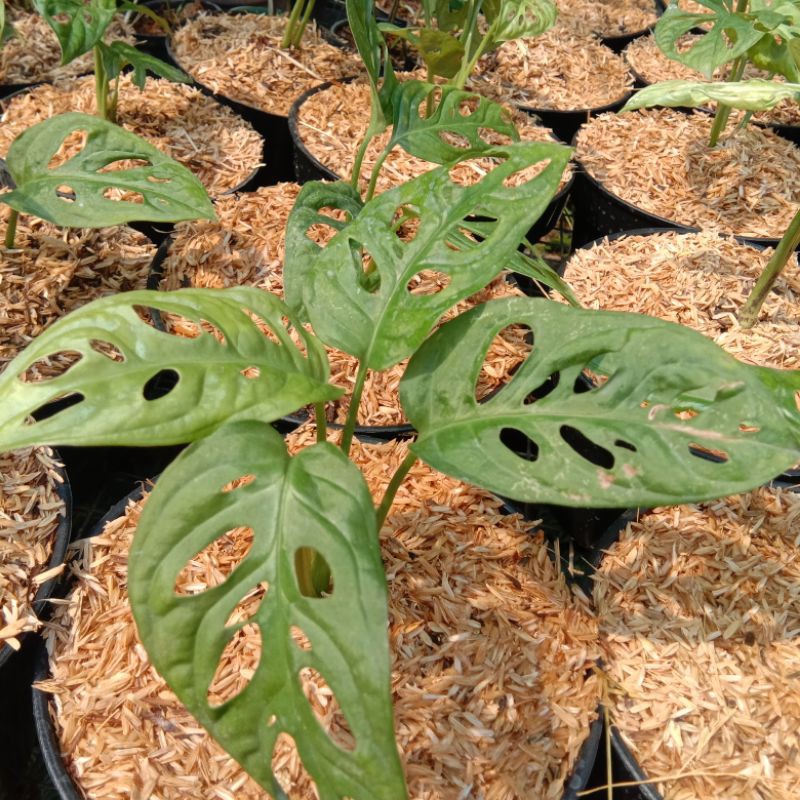monstera acuminata janda bolong acuminata