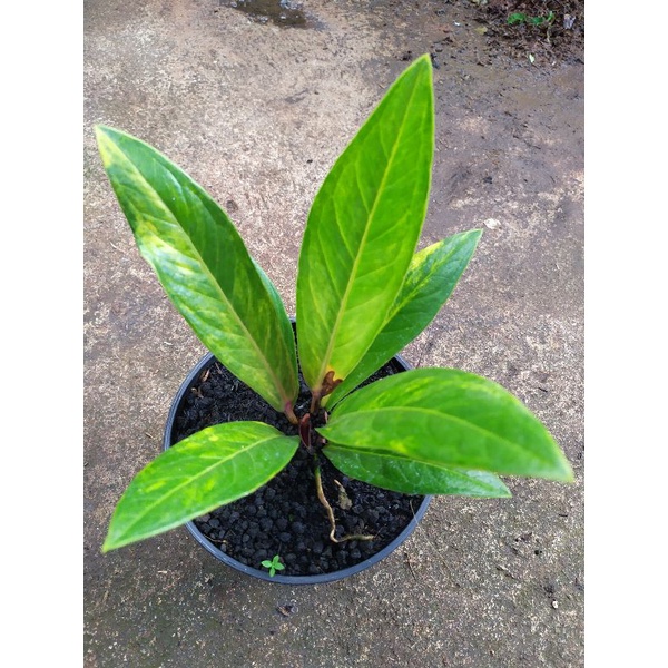 Anthurium Golok