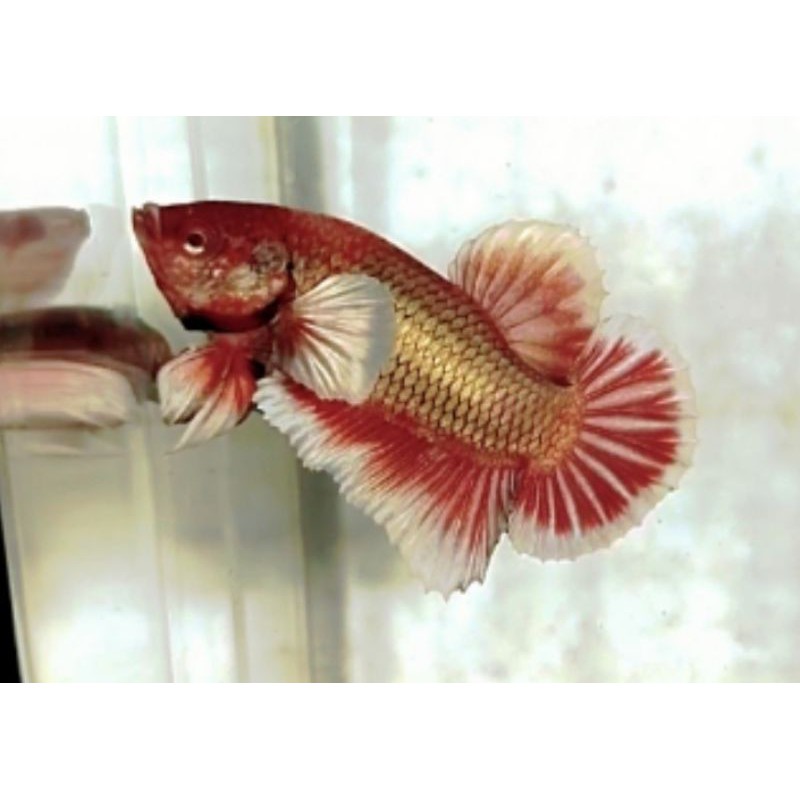 Dumbo Ear Gold Copper