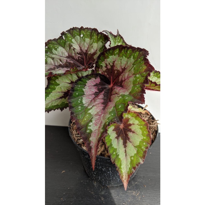 Tanaman Hias begonia three colour green gray- bibit bunga begonia tiga warna - BakulKembang