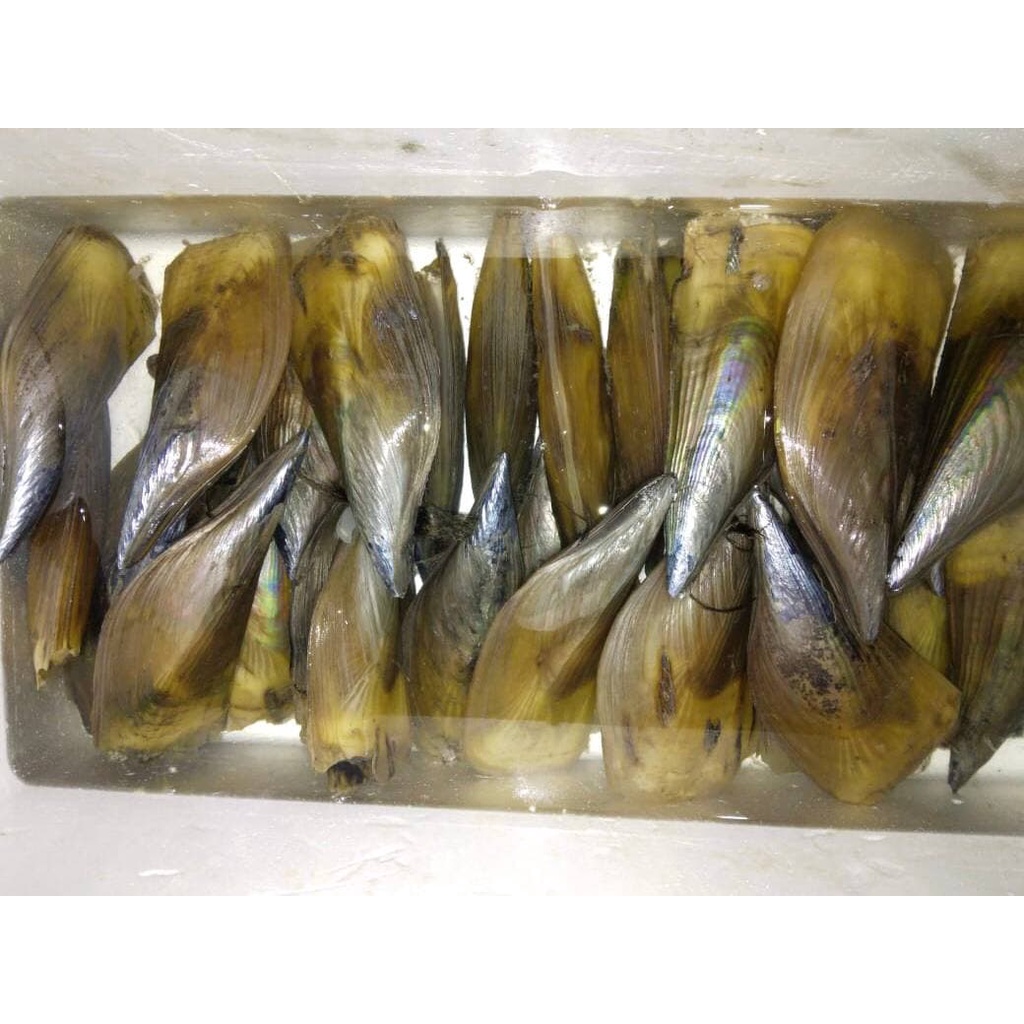 

kerang kapak hidup 1pcs ukuran besar