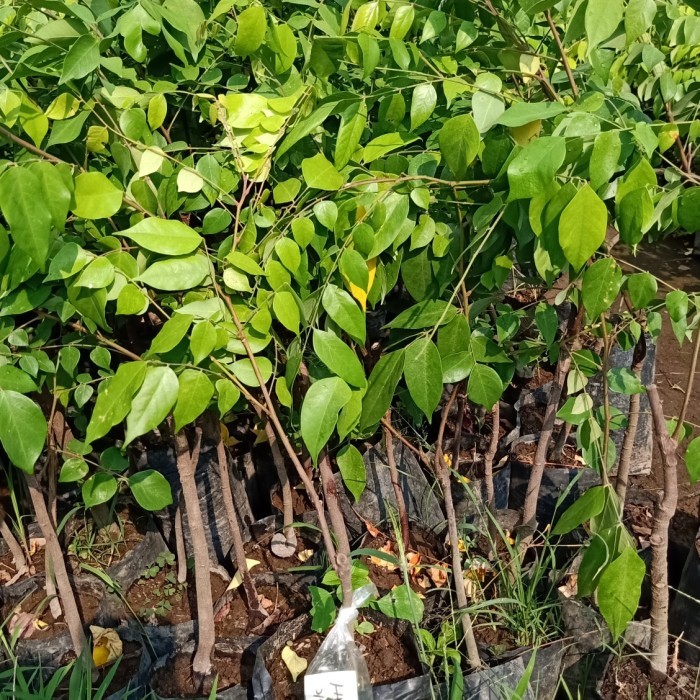 Bibit Buah Belimbing Bangkok Merah