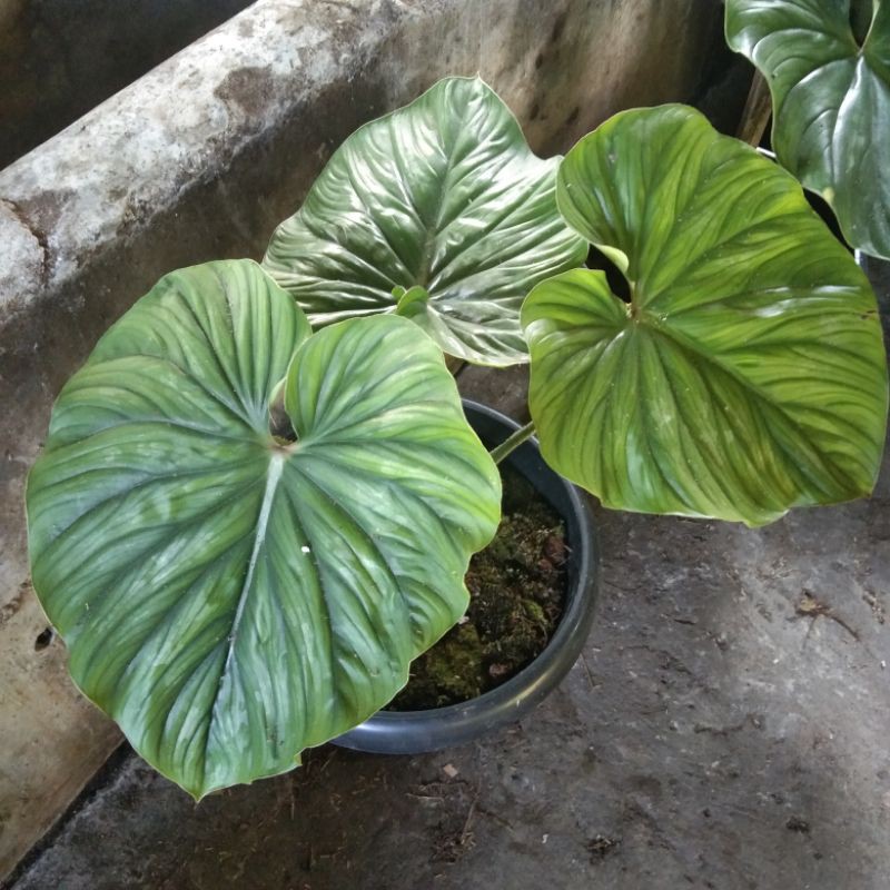 Tanaman Hias Philo Plowmanii Philodendron Jumbo 3 daun