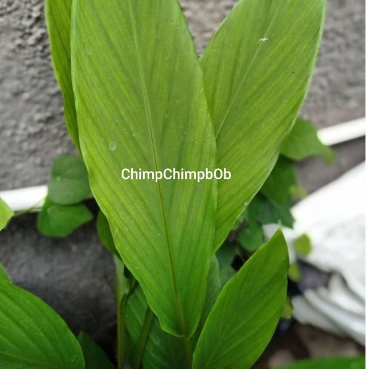 

DAUN KUNYIT SEGAR / TUMERIC LEAF FRESH