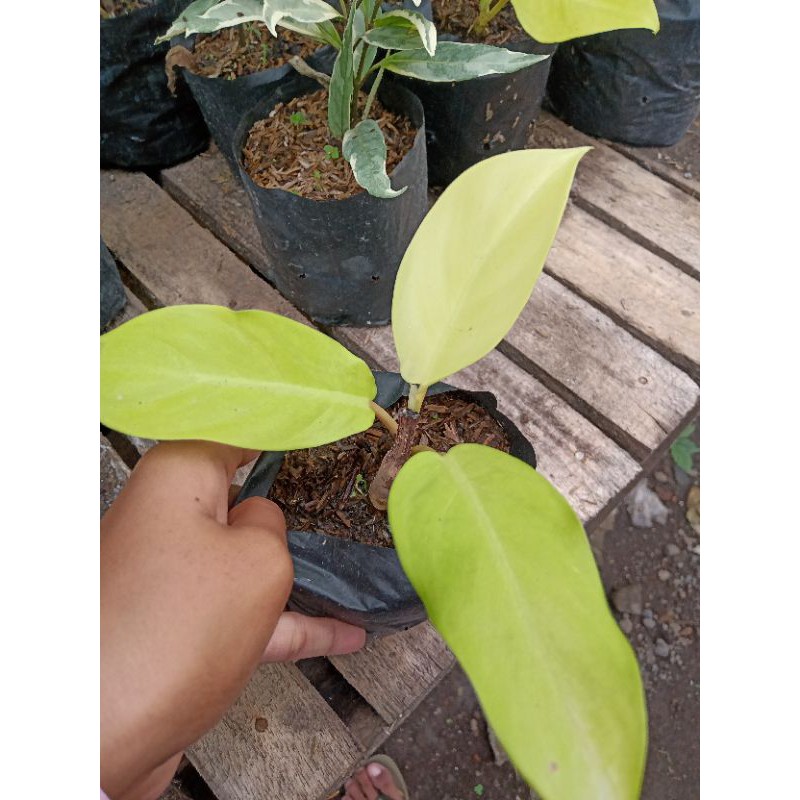 

Philo lemon/kuning