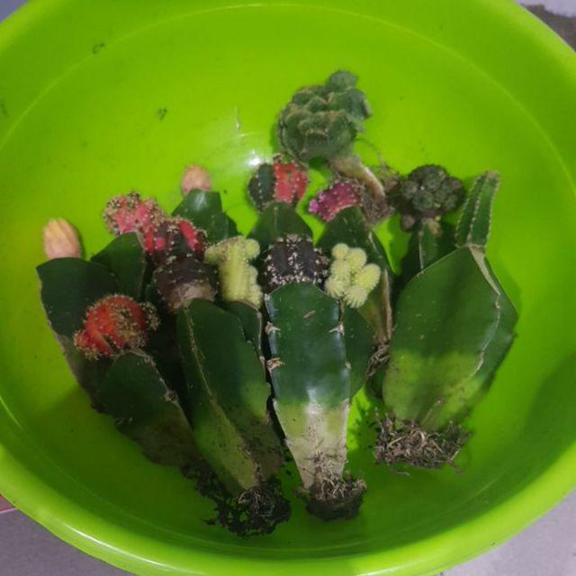 Paket Hemat 3 Pcs Plus Pot