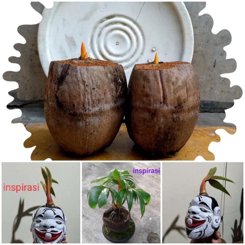 Bibit/bahan Bonsai Kelapa Gading Oren Tanpa Kupas Serabut