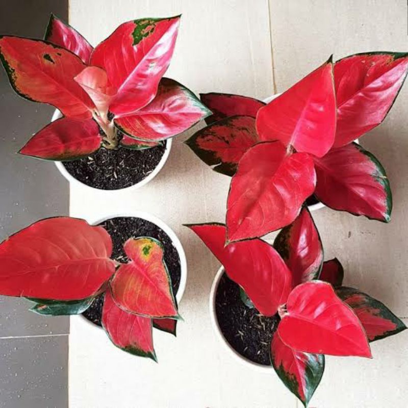 SUKSOM SPECIAL / SUKSOM JAIPONG SUPER