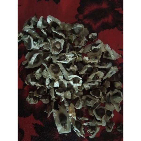 

20 biji kelentang/kelor sayur