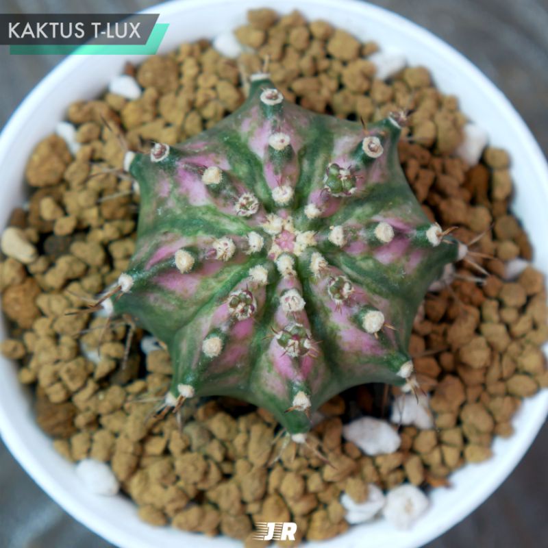 Kaktus T-Lux (Calon Indukan)
