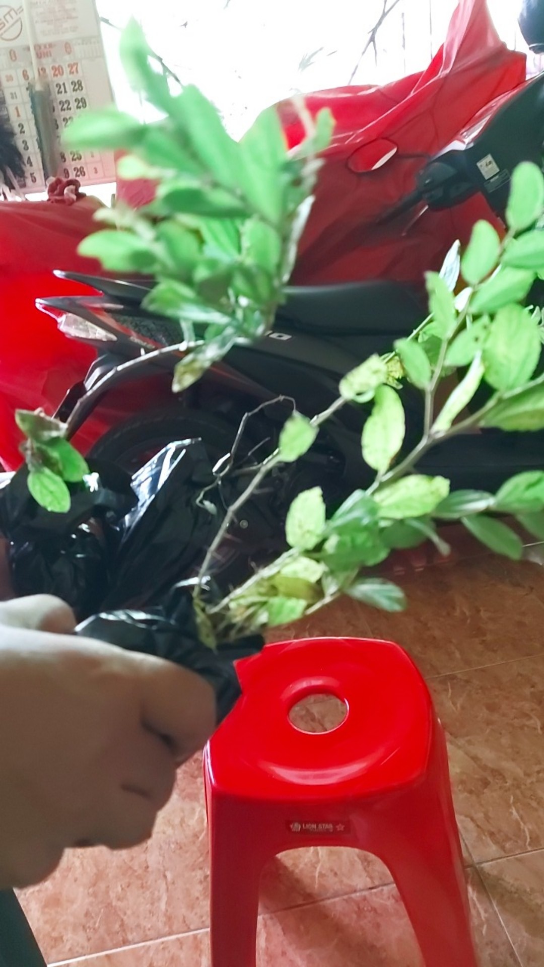 Murah Bibit Pohon Bidara Arab Unggul