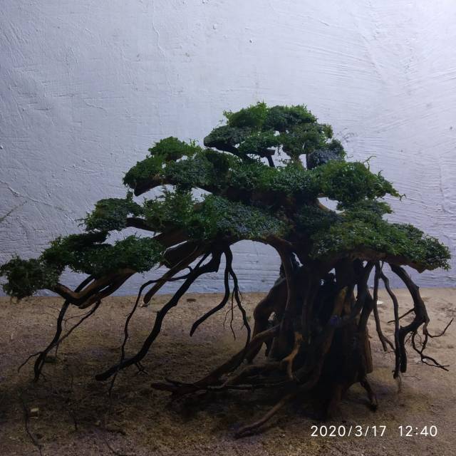 Bonsai Aquascape Tema Beringin Shopee Indonesia