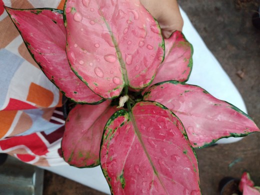 Aglonema Lady Valentine