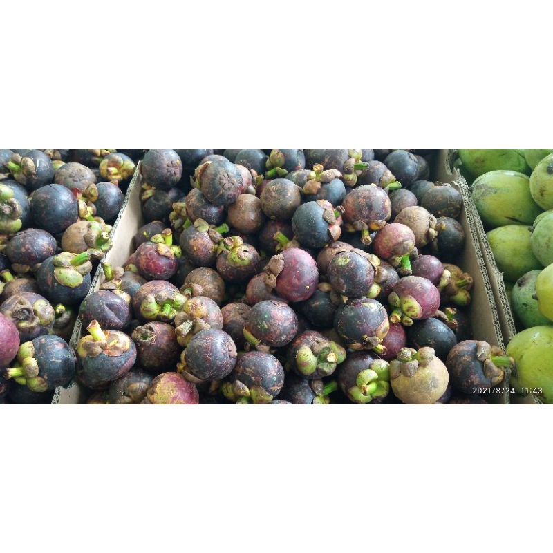 

Buah manggis jogja 500 gr