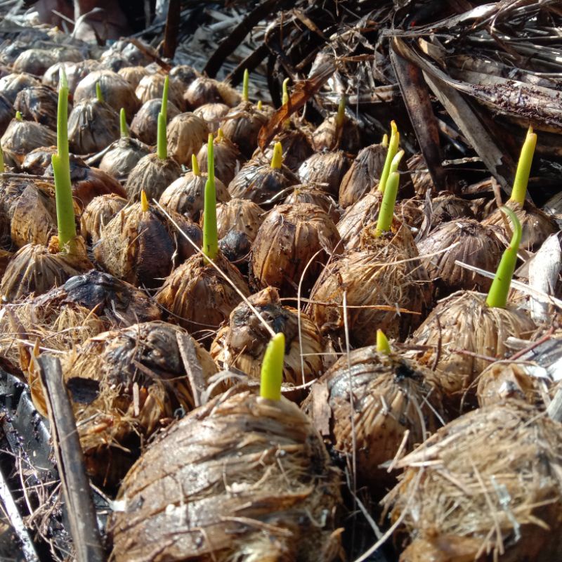 bibit unggul pinang betara