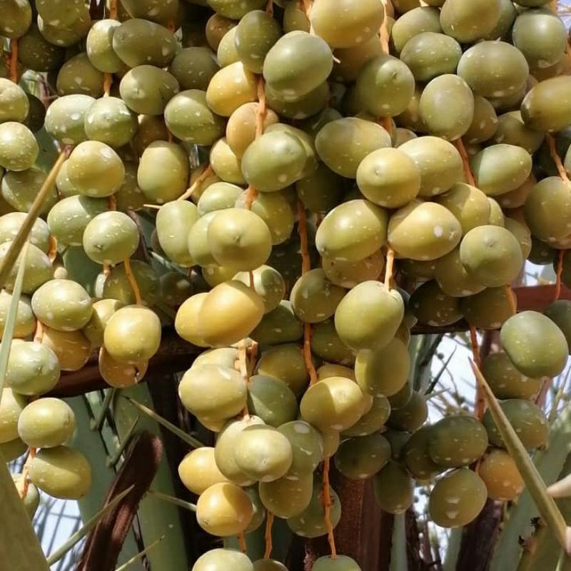 

Kurma Muda 1/2kg Fresh