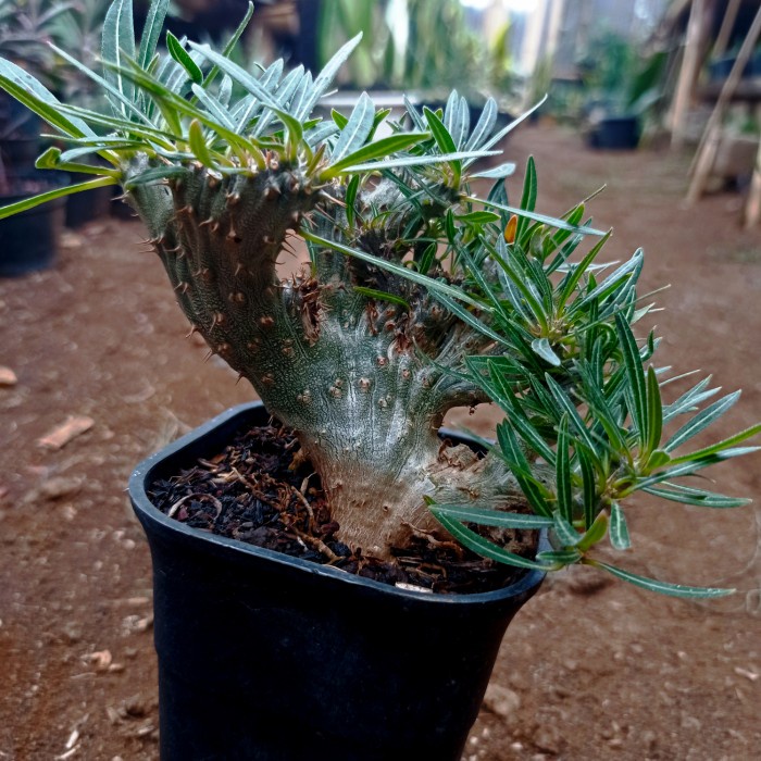 pachypodium rosulatum cristata