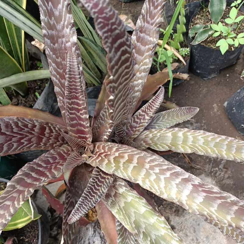 sansivieria criptantus