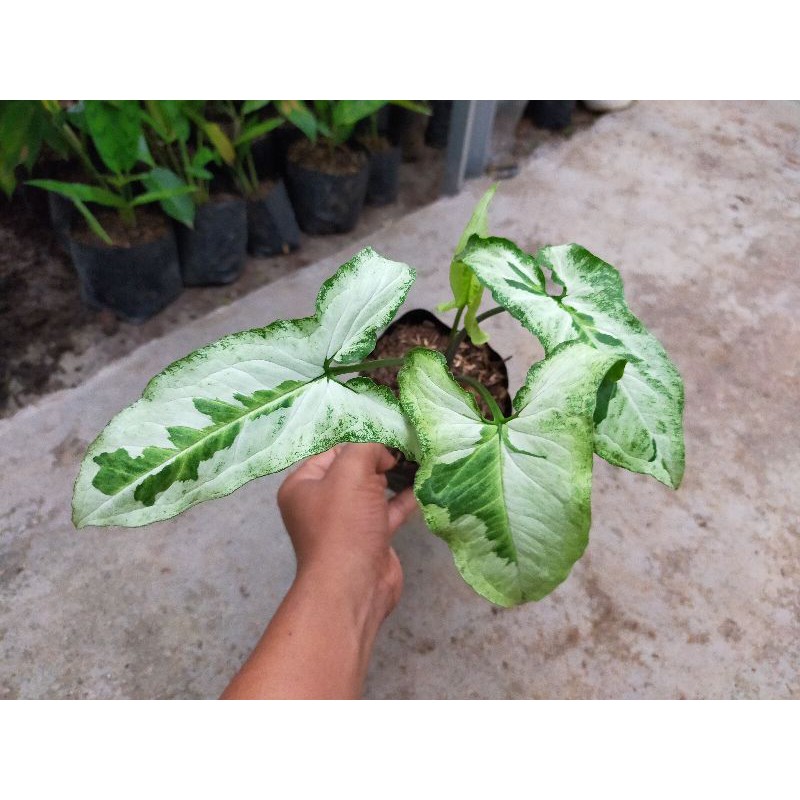 Syngonium Tree king / Syngonium Magic marble