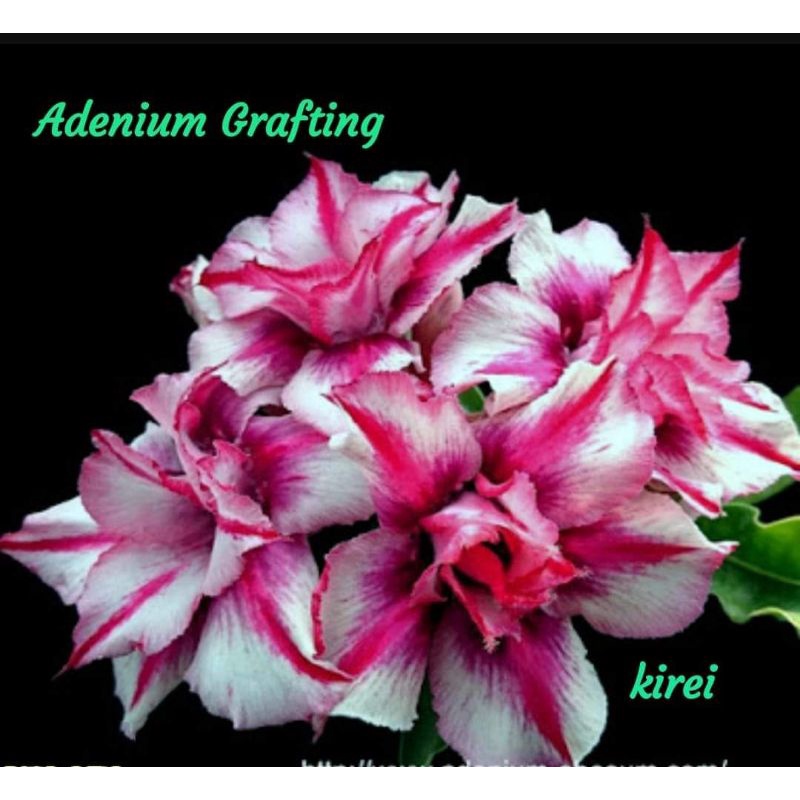 Adenium Grafting "Kirey"