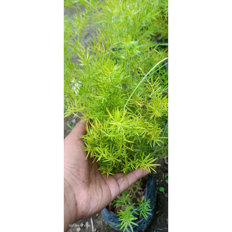 

ASPARAGUS FERN || KrisDoren