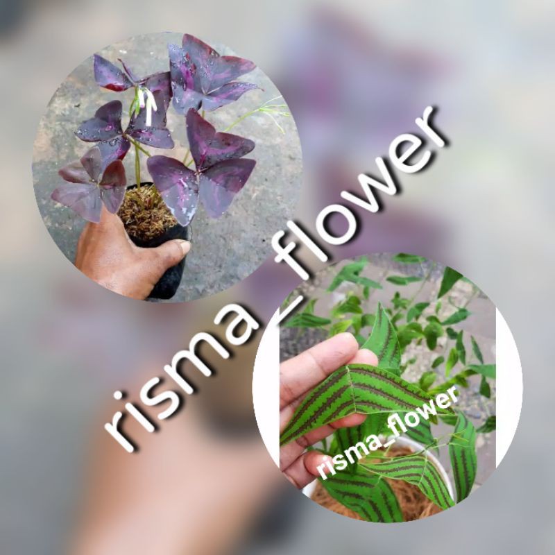 PAKET TANAMAN OXALIS (OXALIS UNGU DAN OXALIS BATIK )
