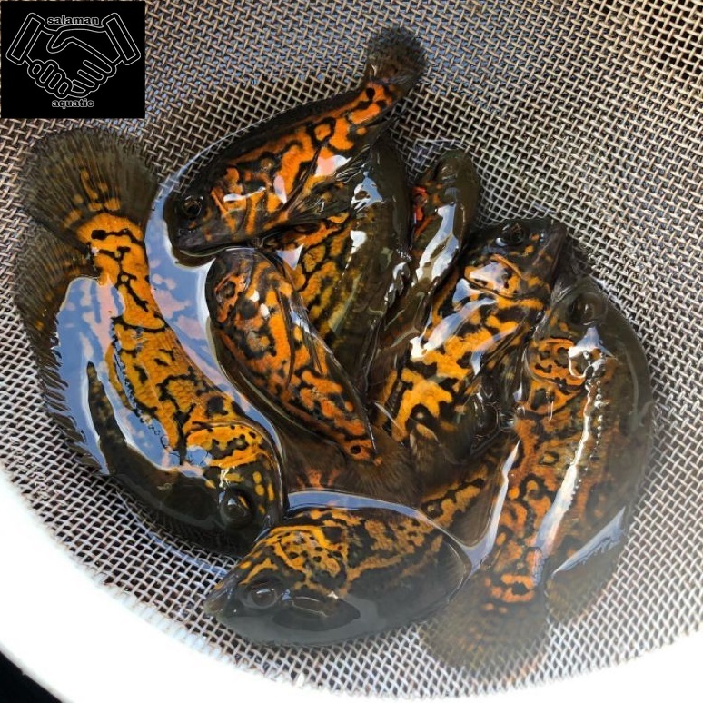 ikan hias OSCAR black albino batik tiger paris tembaga