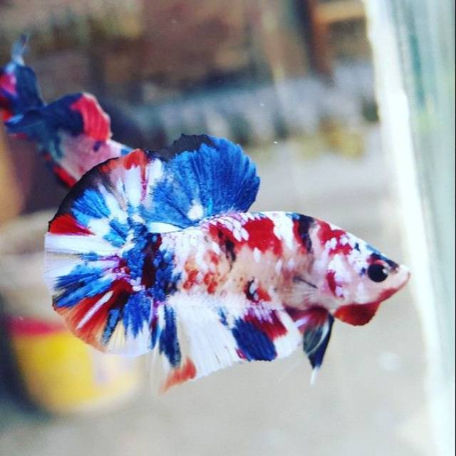  IKAN  CUPANG  PK KOI  MULTI  AQUASAPE MINI BETTA FISH MURAH 