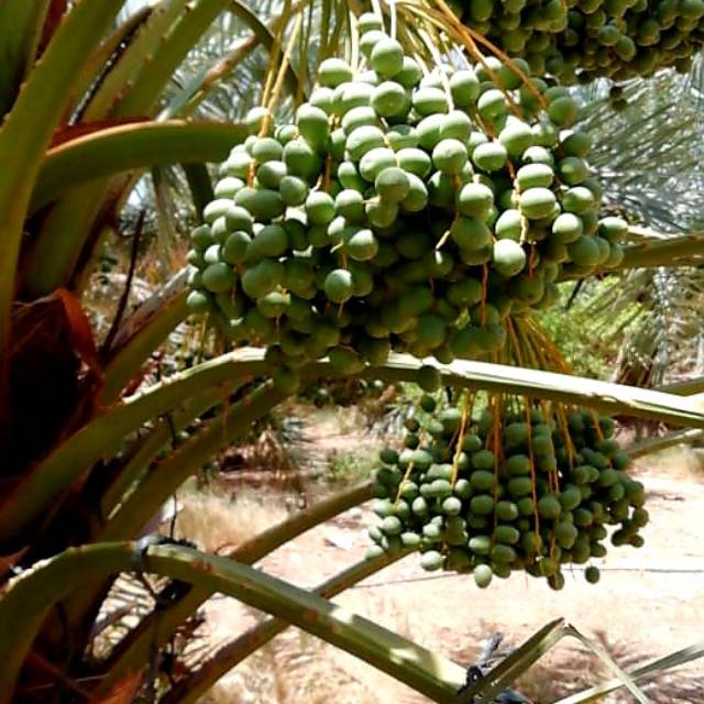 

Kurma muda hijau