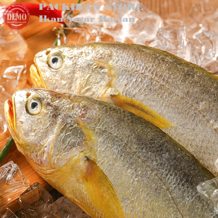 

Ikan Samge Segar Ikan Fresh Laut Kualitas GARANSI SEGAR